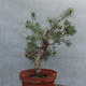 Yamadori - Pinus sylvestris - borovice lesní - 4/4