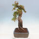 Venkovní bonsai - Acer Buergerianum - Javor Burgerův - 4/4