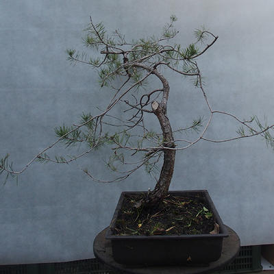 Yamadori - Pinus sylvestris - borovice lesní - 4