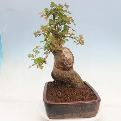 Venkovní bonsai - Acer Buergerianum - Javor Burgerův - 4