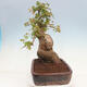 Venkovní bonsai - Acer Buergerianum - Javor Burgerův - 4/5