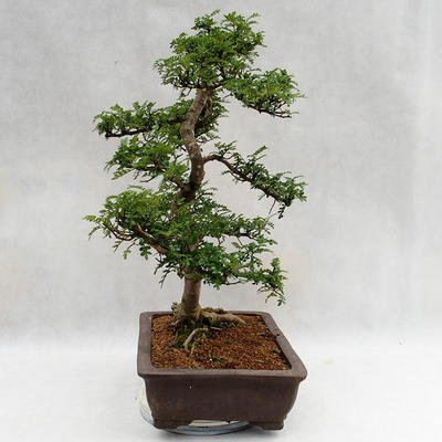 Pokojová bonsai - Zantoxylum piperitum - Pepřovník PB2191200 - 4