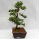 Pokojová bonsai - Zantoxylum piperitum - Pepřovník PB2191200 - 4/5