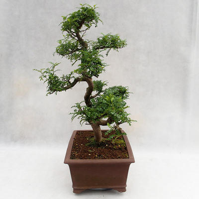 Pokojová bonsai - Zantoxylum piperitum - Pepřovník PB2191201 - 4