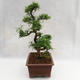 Pokojová bonsai - Zantoxylum piperitum - Pepřovník PB2191201 - 4/5
