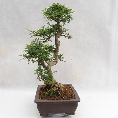 Pokojová bonsai - Zantoxylum piperitum - Pepřovník PB2191202 - 4