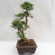 Pokojová bonsai - Zantoxylum piperitum - Pepřovník PB2191202 - 4/5