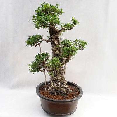 Pokojová bonsai - Ficus kimmen -  malolistý fíkus PB2191217 - 4