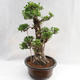 Pokojová bonsai - Ficus kimmen -  malolistý fíkus PB2191217 - 4/6