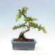 Venkovní bonsai-Pyracanta Teton -Hlohyně - 4/5