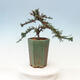 Venkovní bonsai-Cotoneaster microcarpa var.thymifolius-Skalník - 4/5