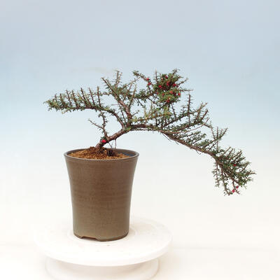 Venkovní bonsai-Cotoneaster microcarpa var.thymifolius-Skalník - 4