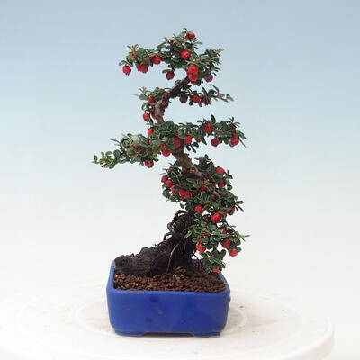 Venkovní bonsai - Cotoneaster horizontalis - Skalník - 4