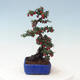 Venkovní bonsai - Cotoneaster horizontalis - Skalník - 4/4