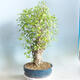 Venkovní bonsai - Jinan dvoulaločný - Ginkgo biloba - 4/5