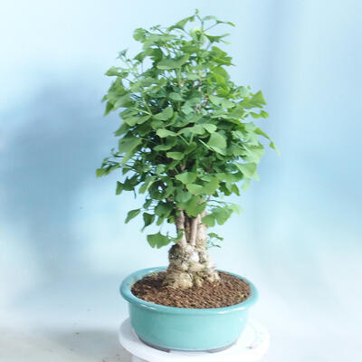 Venkovní bonsai - Jinan dvoulaločný - Ginkgo biloba - 4