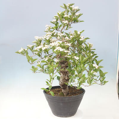 Venkovní bonsai - Hloh klínovitý - Crataegus cuneata - 4