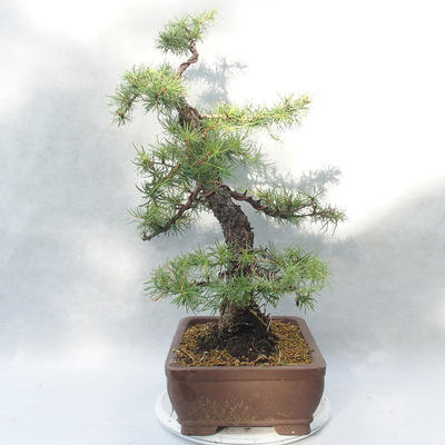 Venkovní bonsai -Larix decidua - Modřín opadavý - 4