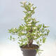 Venkovní bonsai - Hloh klínovitý - Crataegus cuneata - 4/6