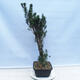 Venkovní bonsai - Taxus cuspidata  - Tis japonský - 4/5