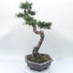 Venkovní bonsai -Larix decidua - Modřín opadavý - 4/6