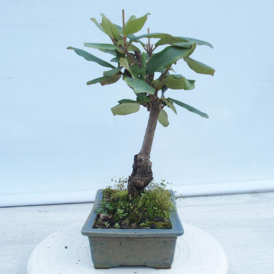 Venkovní bonsai-Kalina Bodnanská - Viburum carlesii - 4