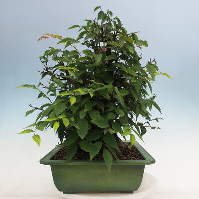 Venkovní bonsai - Zelkova - Zelkova serrata - 4