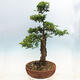 Venkovní bonsai - Zelkova - Zelkova NIRE - 4/7
