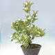 Venkovní bonsai - Hloh klínovitý - Crataegus cuneata - 4/6