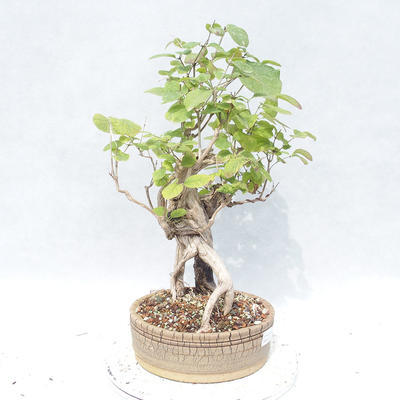 Venkovní bonsai - zimolez - Lonicera - 4