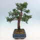 Venkovní bonsai - Juniperus chinensis -Jalovec čínský - 4/4