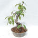 Venkovní  bonsai -  Pseudocydonia sinensis - Kdouloň čínská - 4/5