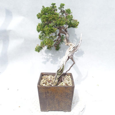 Venkovní bonsai - Juniperus sabina -Jalovec chvojka - 4