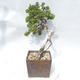Venkovní bonsai - Juniperus sabina -Jalovec chvojka - 4/5