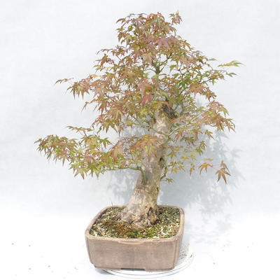 Venkovní bonsai -Javor dlanitolistý Acer palmatum - 4