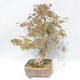 Venkovní bonsai -Javor dlanitolistý Acer palmatum - 4/5