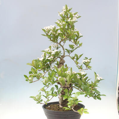 Venkovní bonsai - Hloh klínovitý - Crataegus cuneata - 4