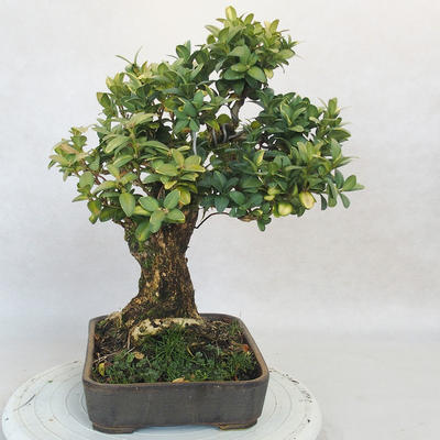 Venkovní bonsai - Buxus - 4