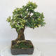 Venkovní bonsai - Buxus - 4/5