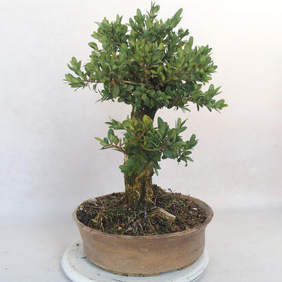 Venkovní bonsai - Buxus - 4