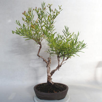 Venkovní bonsai- třezalka - Hypericum - 4