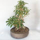 Venkovní bonsai - Zlatice - Forsythia - 4/5