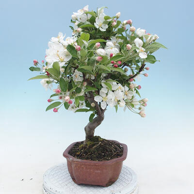 Venkovní bonsai - Malus halliana -  Maloplodá jabloň - 4