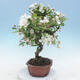 Venkovní bonsai - Malus halliana -  Maloplodá jabloň - 4/5