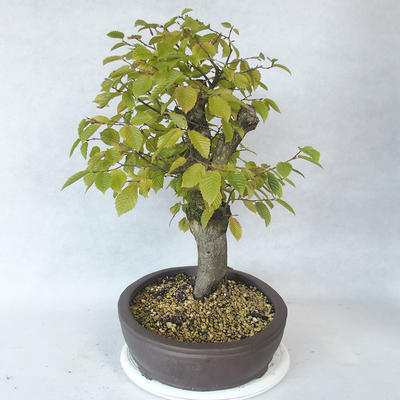 Venkovní bonsai - Habr obecný - Carpinus betulus - 4