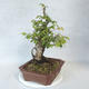 Venkovní bonsai-Ulmus Glabra-Jílm tuhý - 4/5