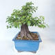 Venkovní bonsai -Mahalebka - Prunus mahaleb - 4/5