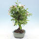 Venkovní bonsai - Malus halliana -  Maloplodá jabloň - 4/5