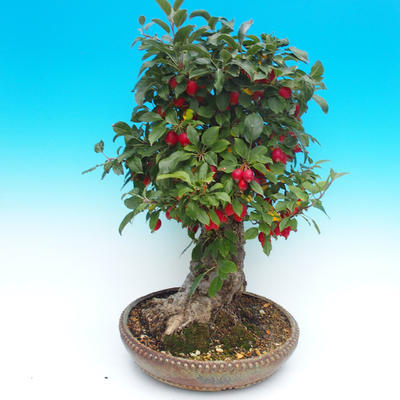 Venkovní bonsai -Malus halliana Maloplodá jabloň - 4