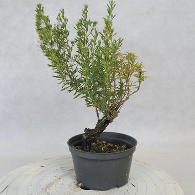 Venkovní bonsai - Saturejka horská - Satureja montana - 4